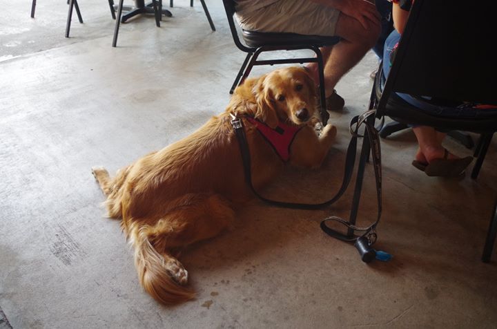 Cold beer for the people, cold floors for the doggos #sundayfunday