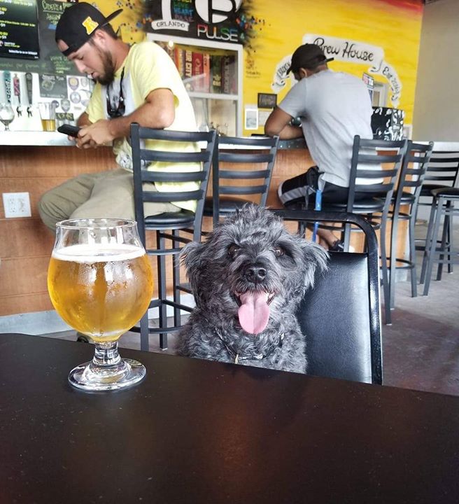 Love being dog friendly #yappyhour