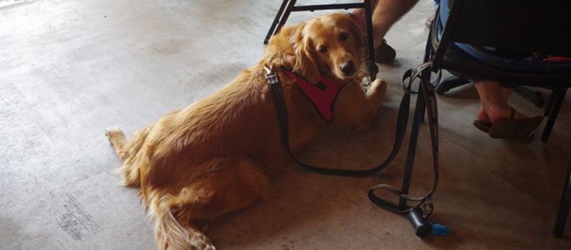 Cold beer for the people, cold floors for the doggos #sundayfunday